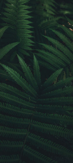 Full frame shot of palm leaves