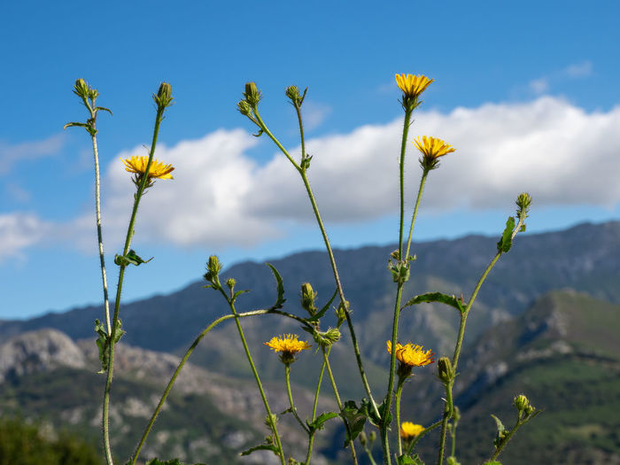 Close-up of yellow flowering plant on field against sky