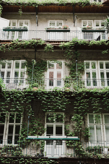 Low angle view of ivy on residential building
