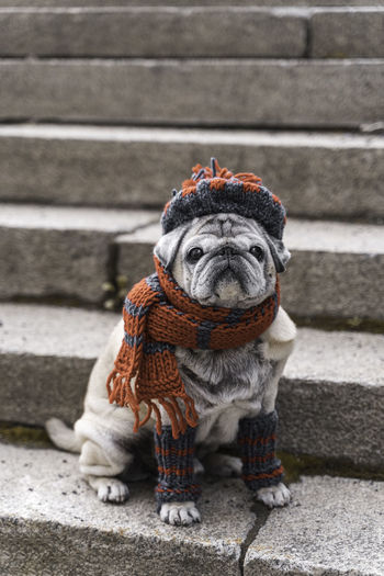 Portrait of an elderly pug on the stairs in autumn