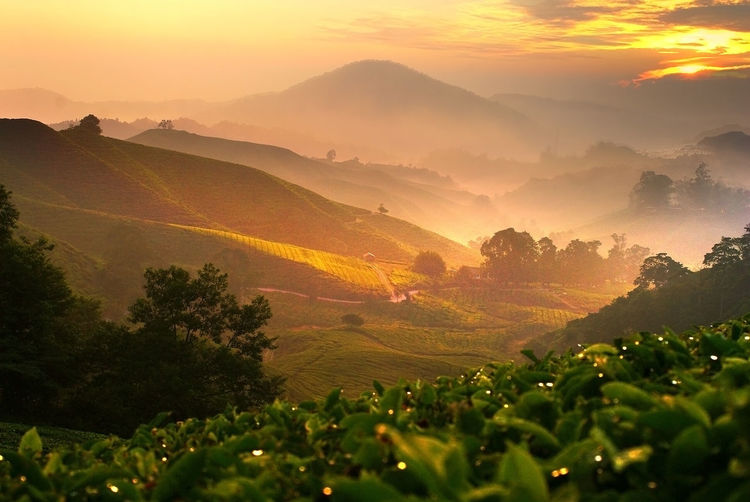 Beautiful sunrise with nature fog in the morning at tea plantation 