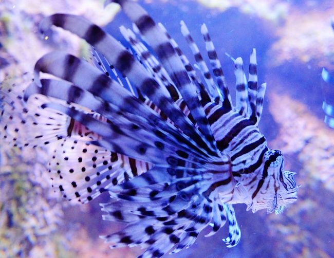Close-up of lionfish swimming in sea
