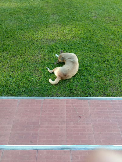 High angle view of cat playing on field