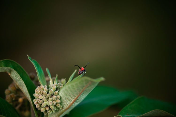 A blister beetle eating on a milkweed plant in a garden