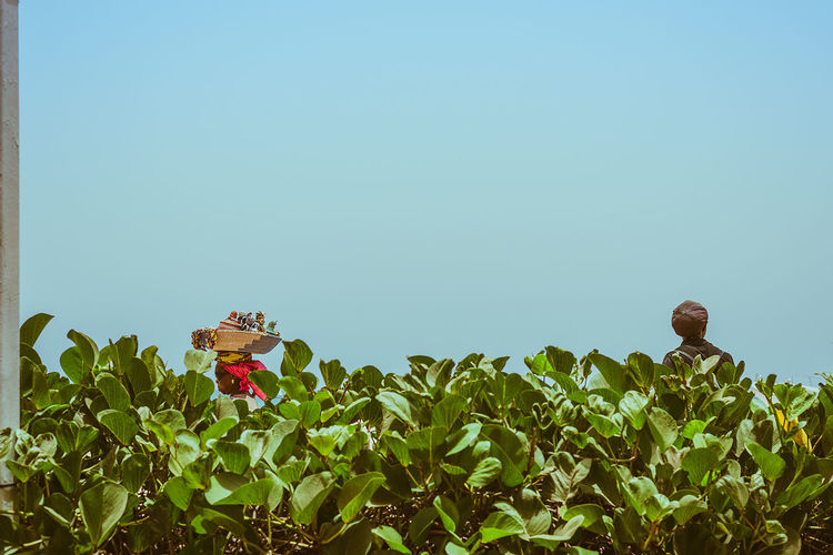 Plants against clear sky