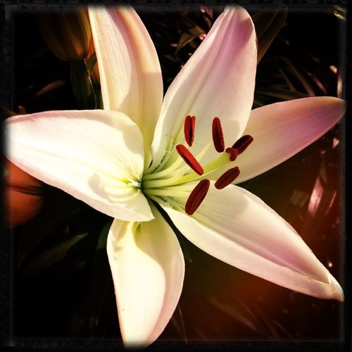 Close-up of white flower