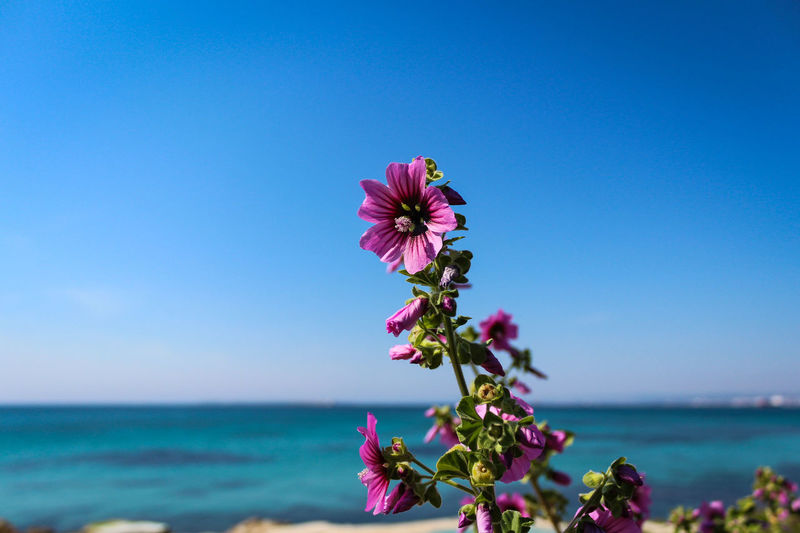 Close-up of pink flowering plant against blue sea