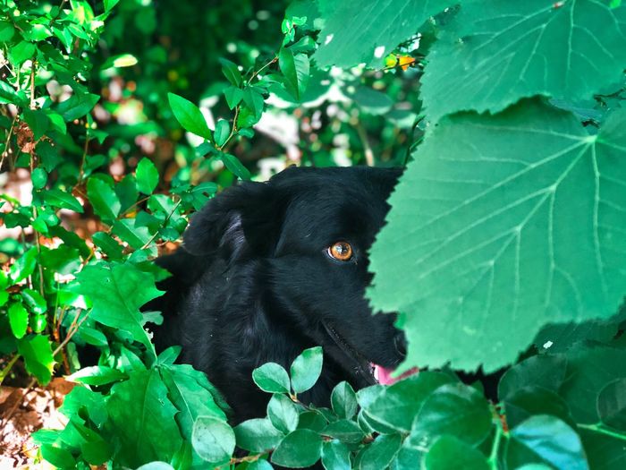 Portrait of black dog hiding behind green leaves