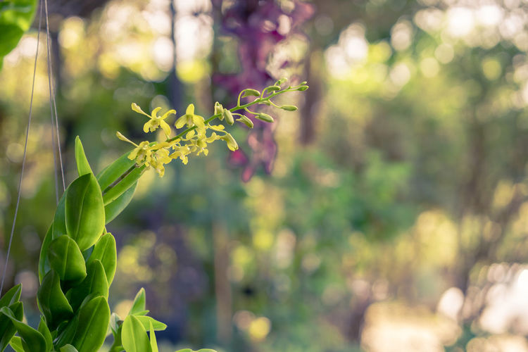 Close-up of flowering plant