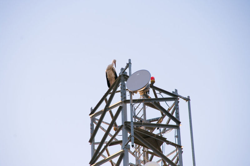 Withe stork on a cell phone tower