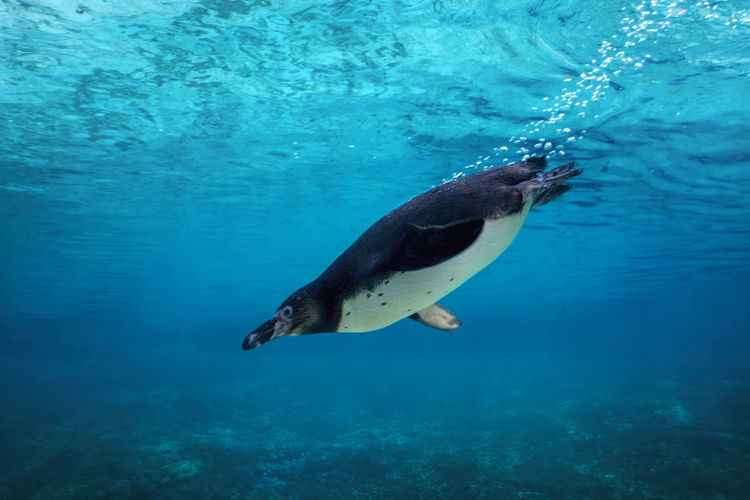 Close-up of fish penguin in sea