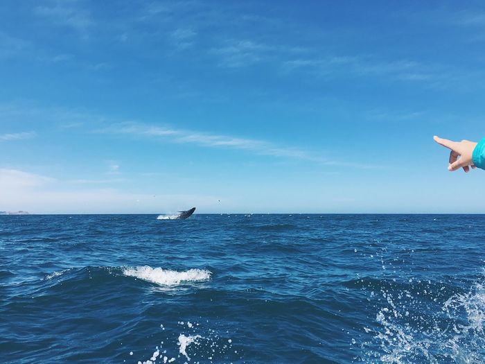 Scenic view of whale against sky