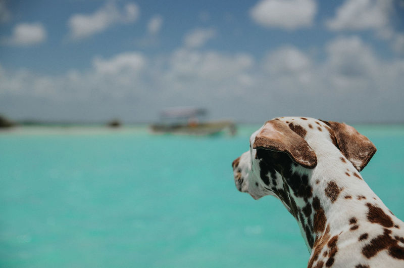 Close-up of dog looking at sea