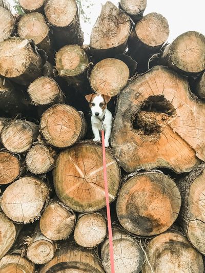 Jack russell terrier on stack of firewood