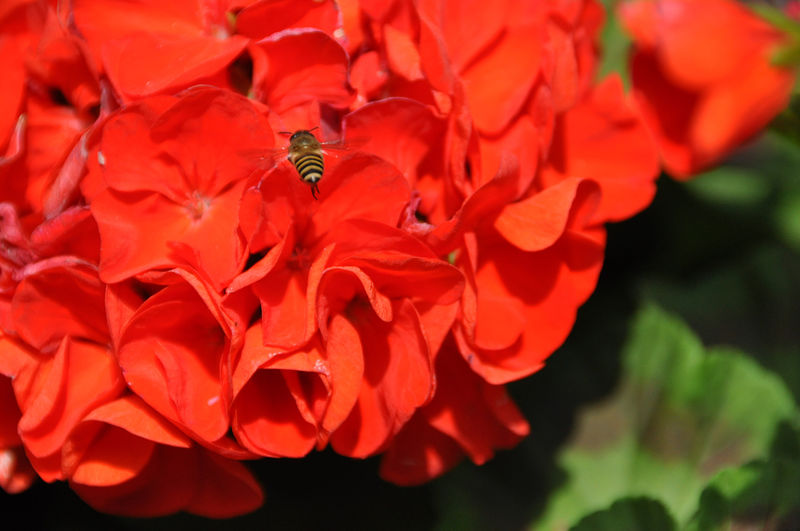 Close-up of insect on red flowering plant