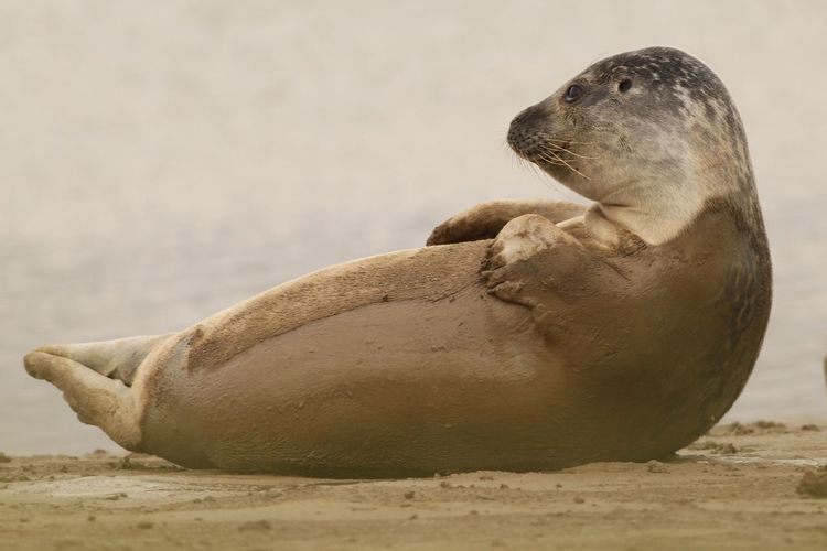 Harbor seal relaxing on beach