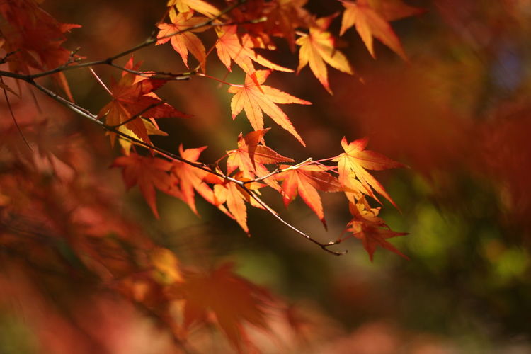 Close-up of maple leaves on branch
