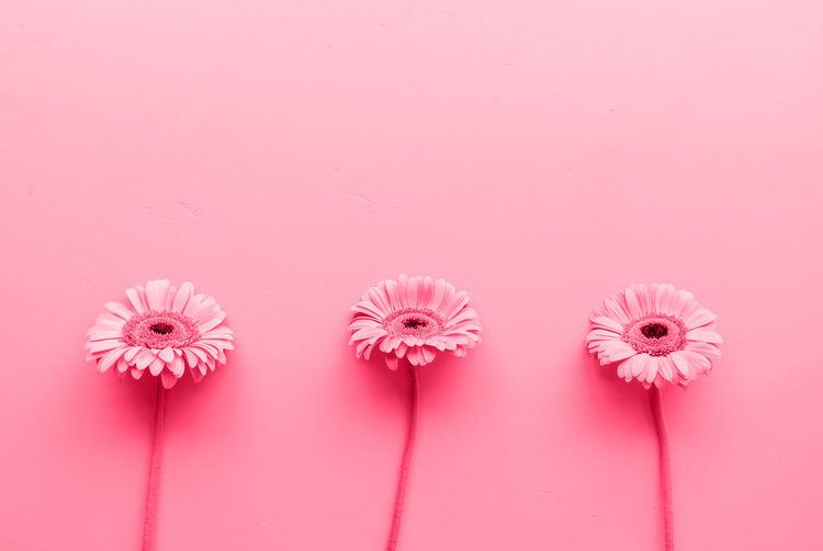 Three gerbera daisies in a raw toned with viva magenta color. sequence and symmetry