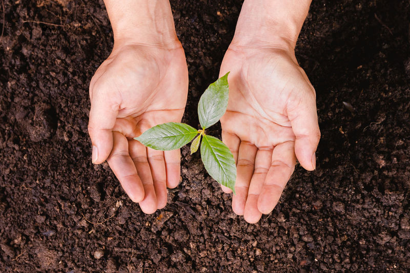 Cropped hand of person holding sapling