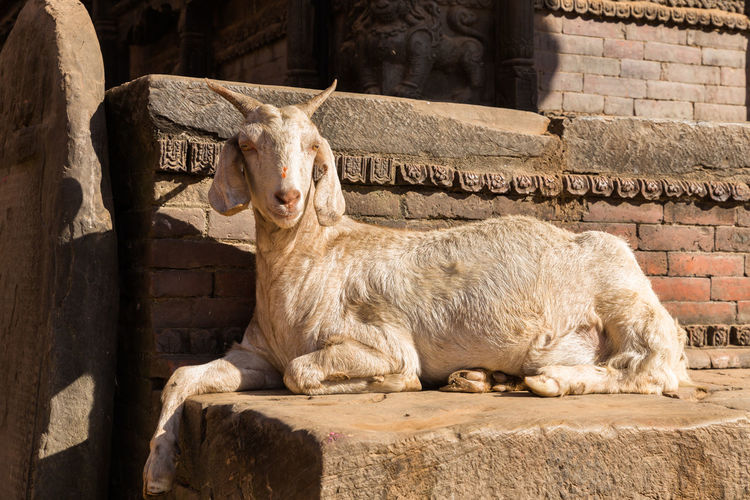 White goat lying near brick wall, nepal.