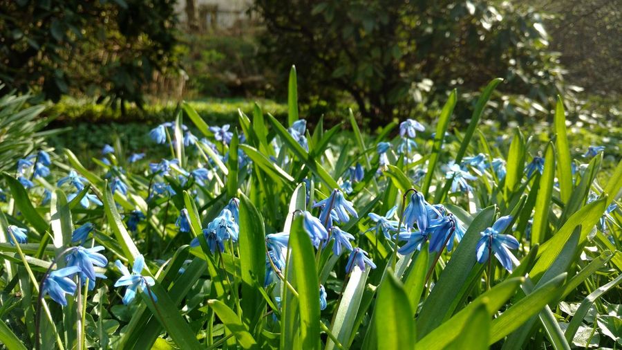 Close-up of plants growing on field