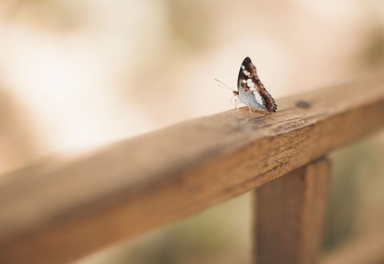 High angle view of butterfly on railing
