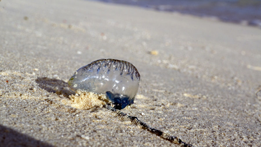 Close-up of jellyfish on sand at beach
