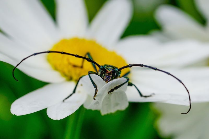 Beetle on flower petal