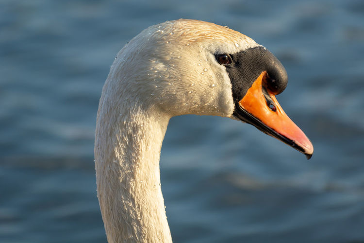 Mute swan, close-up on the head and beak, sunny day