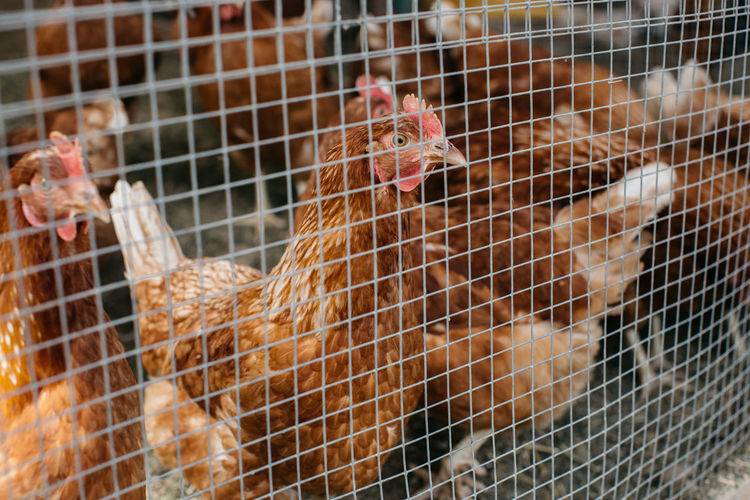 Close-up of hens in pen