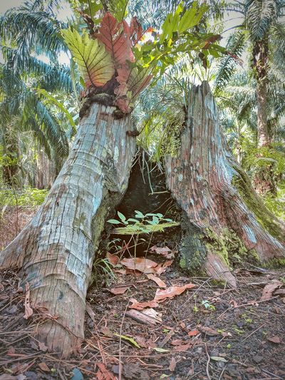 Trees growing in forest