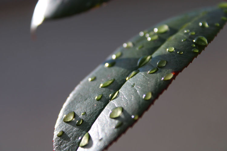 Close-up of a leaf with dew droplets in the sunlight