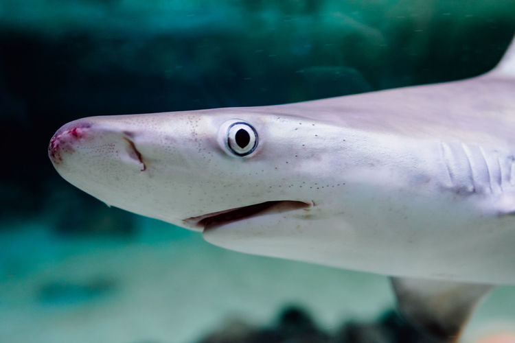 Close-up of shark in aquarium