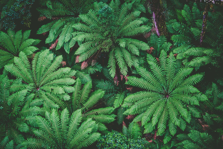 Lush green ferns in a rainforest - top down view