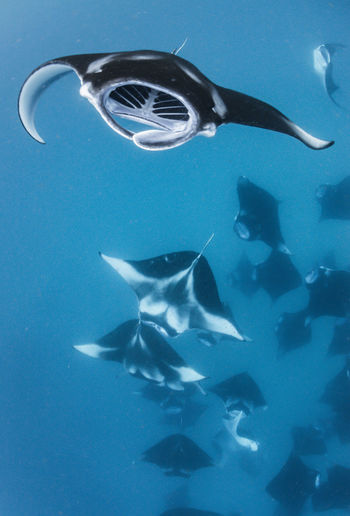 Wide angle view of a school of manta rays, baa atoll