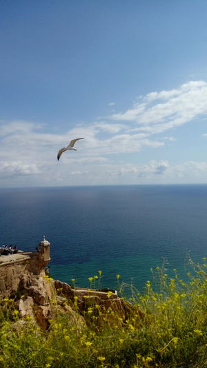 Bird flying over sea against sky