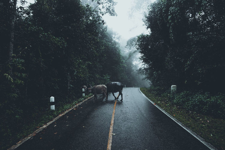 View of water buffalo on road amidst trees