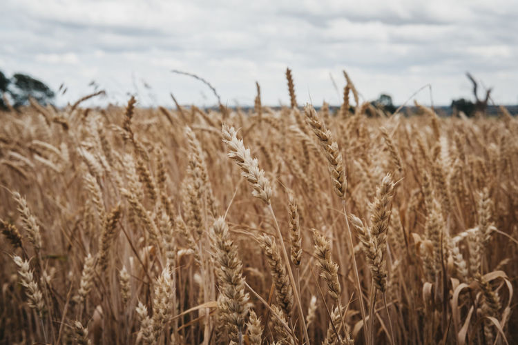 Low angle view of a wheat crop field, selective focus.