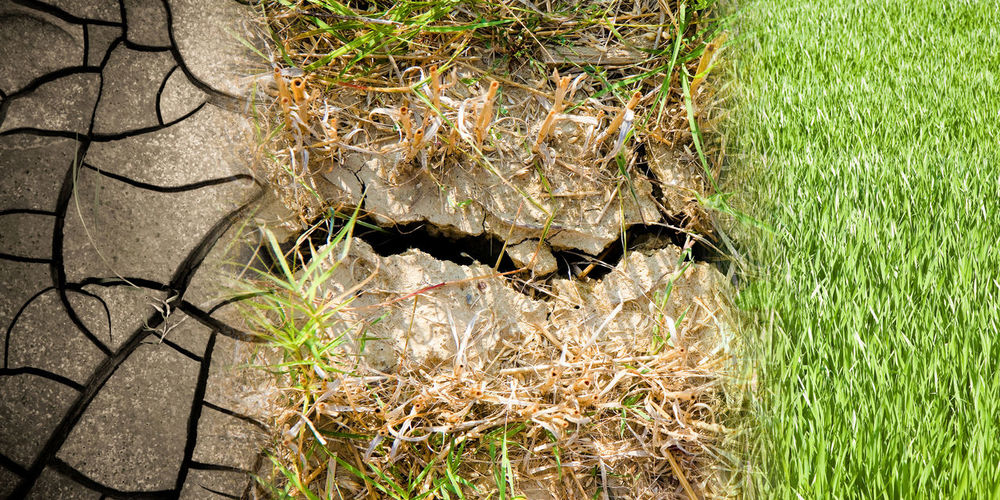 High angle view of nest on field