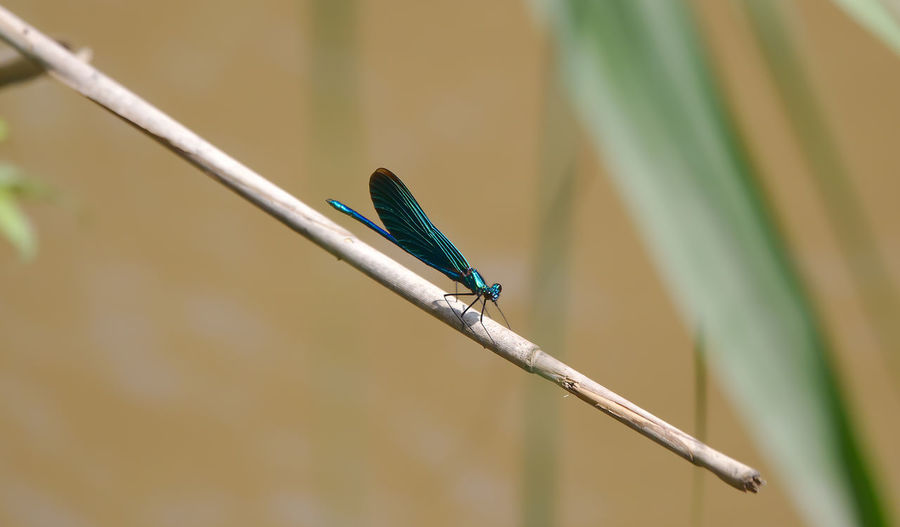 Close-up of a dragonfly perching on plant