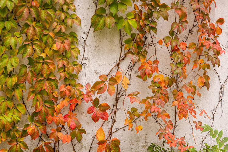Close-up of maple leaves against wall