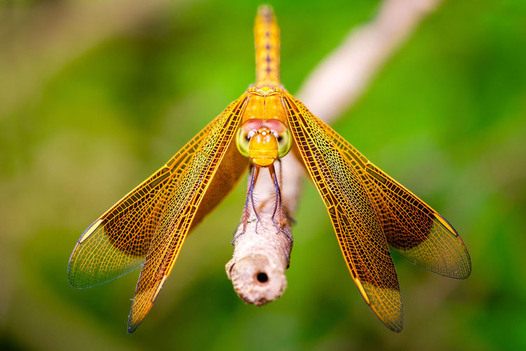 Close-up of dragonfly on leaf