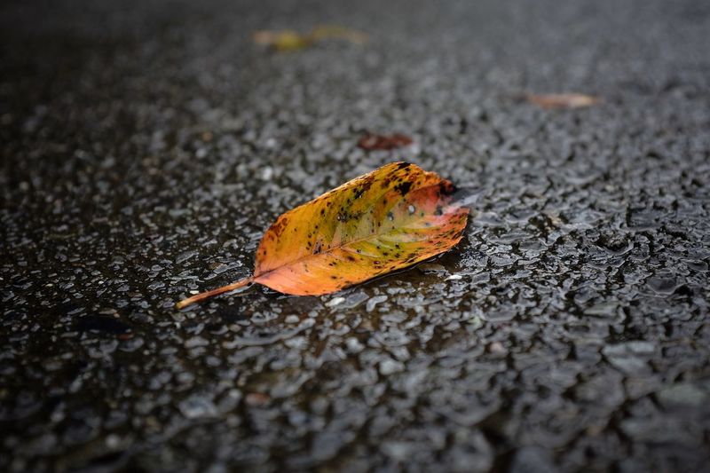 Close-up of autumn leaves on road