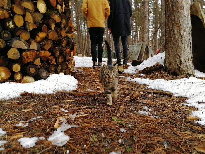 Low section of person on log in winter