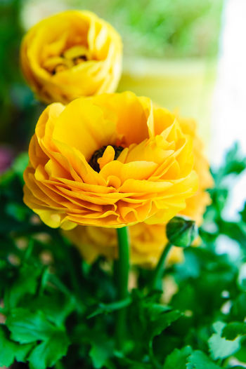 Close-up of yellow flower blooming