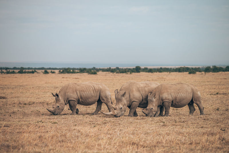 Rhinos standing at field