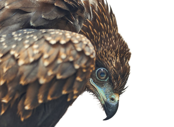 Indian black kite bird closeup