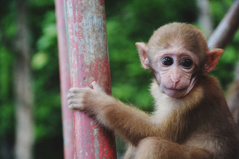 Cute young monkey outdoors