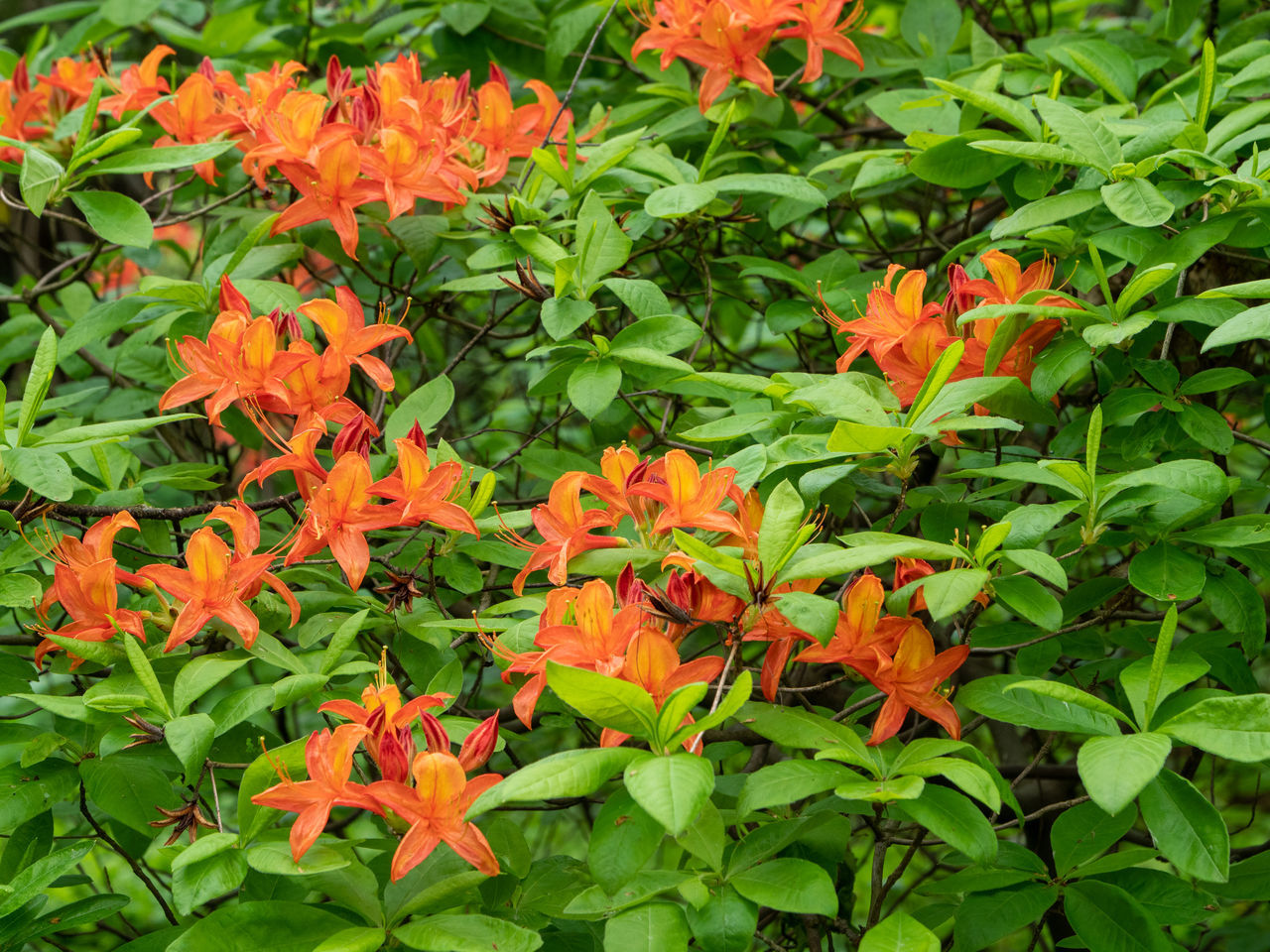 HIGH ANGLE VIEW OF ORANGE FLOWERING PLANTS ON PLANT