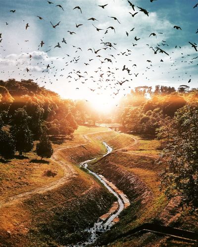 Birds flying over landscape against sky during sunset